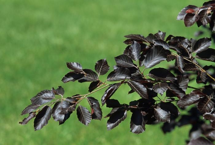 Fagus sylvatica Purple Fountain