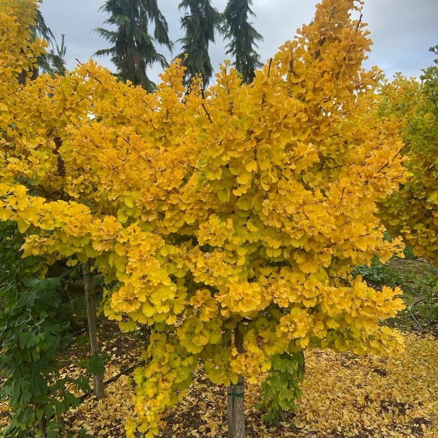 Ginkgo biloba Mariken