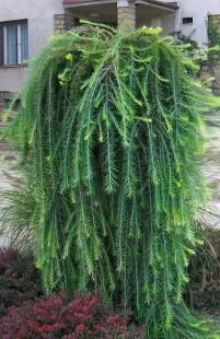 Larix dec. Puli