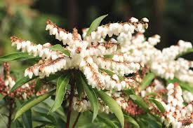 Pieris japonica Brouwer's Beauty