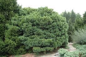 Pinus sylvestris Glauca Nana