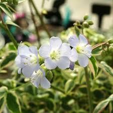 Polemonium reptans Stairway to Heaven