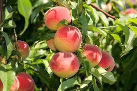 Prunus persica Elberta