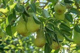 Pyrus communis Bartlett