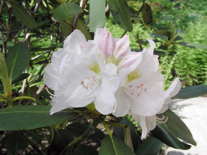 Rhododendron catawbiense Album
