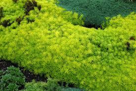 Sedum rupestre Angelina