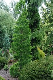 Taxodium distichum Peve Minaret