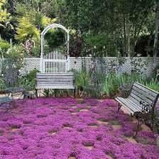 Thymus serpyllum Magic Carpet