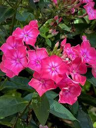 Phlox paniculata Luminary® Pink Lightning
