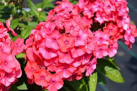 Phlox paniculata Luminary™ Sunset Coral