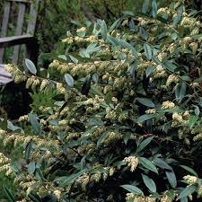 Leucothoe axillaris