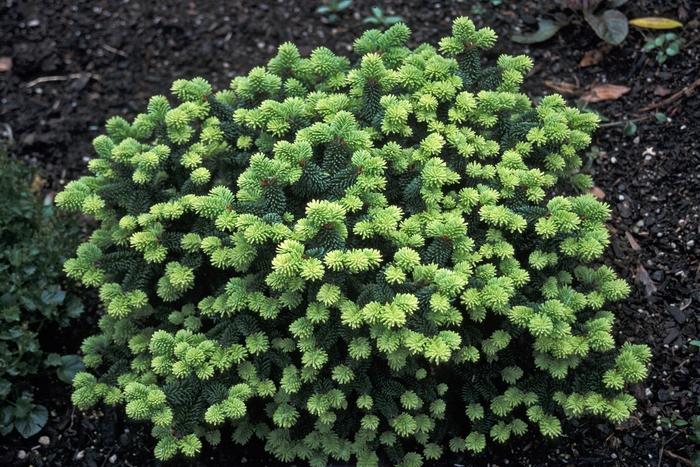 Abies balsamea Piccolo