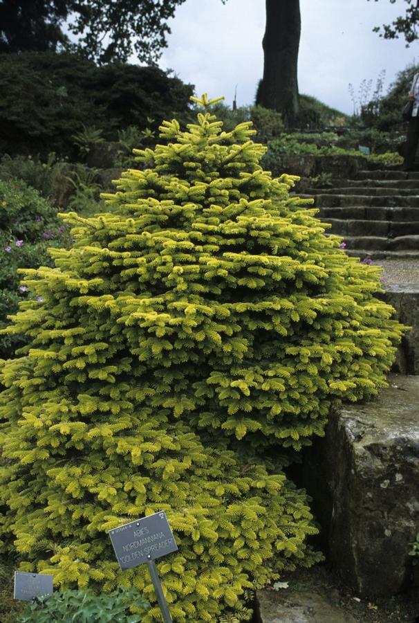 Abies nordmanniana Golden Spreader