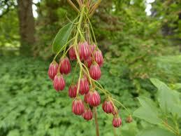 Enkianthus campanulatus Jan Iseli Red