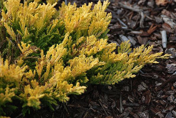 Juniperus horizontalis Gold Strike