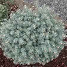 Picea pungens Christina