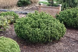 Pinus mugo Slowmound