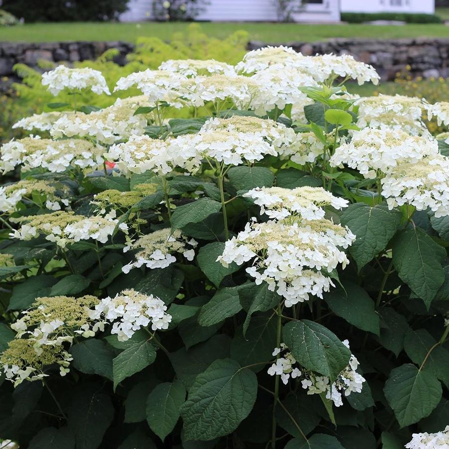 Hydrangea arborescens Haas Halo
