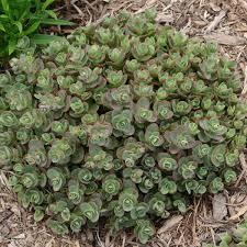 Sedum Sunsparkler® 'Lime Zinger' - Stonecrop from Maple Lane Nursery