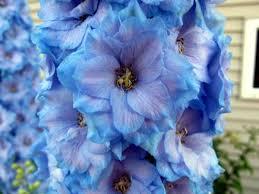 Delphinium elatum New Millennium™ 'Blue Lace' - Larkspur from Maple Lane Nursery