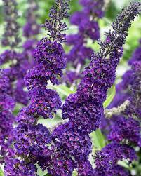 Buddleia davidii 'Black Knight' - Butterfly Bush from Maple Lane Nursery