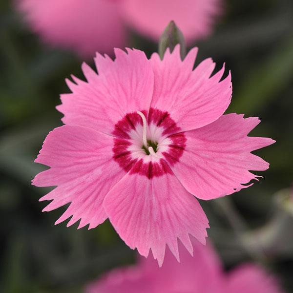 Dianthus Mountain Frost™ 'Pink Twinkle' - China Pinks, Cheddar Pinks from Maple Lane Nursery