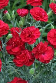 Dianthus Scent First® 'Passion' - Dianthus from Maple Lane Nursery