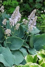 Hosta 'Blue Angel' - Hosta from Maple Lane Nursery
