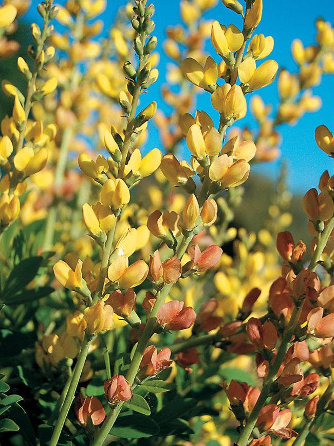 Baptisia Prairieblues™ 'Solar Flare' - Wild Indigo from Maple Lane Nursery