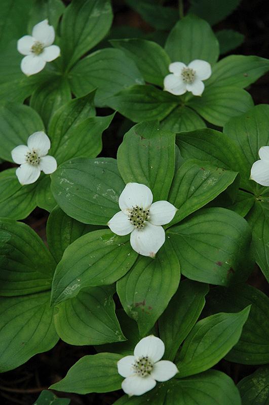 Cornus canadensis - Bunchberry Dogwood from Maple Lane Nursery