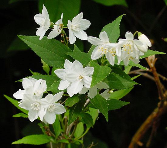 Deutzia gracilis - Slender Deutzia from Maple Lane Nursery