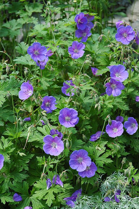 Geranium 'Johnson's Blue' - Cranesbill from Maple Lane Nursery