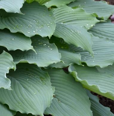 Hosta Shadowland® 'Diamond Lake' - Hosta from Maple Lane Nursery