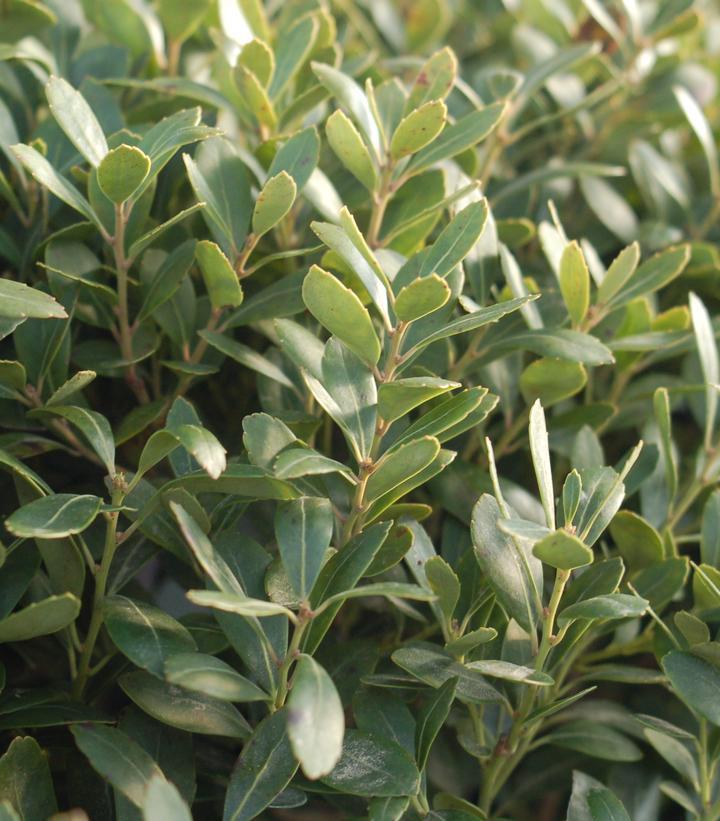 Ilex glabra 'Densa' - Densa Inkberry from Maple Lane Nursery