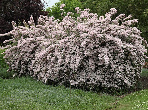 Kolkwitzia amabilis 'Pink Cloud' - Beauty Bush from Maple Lane Nursery