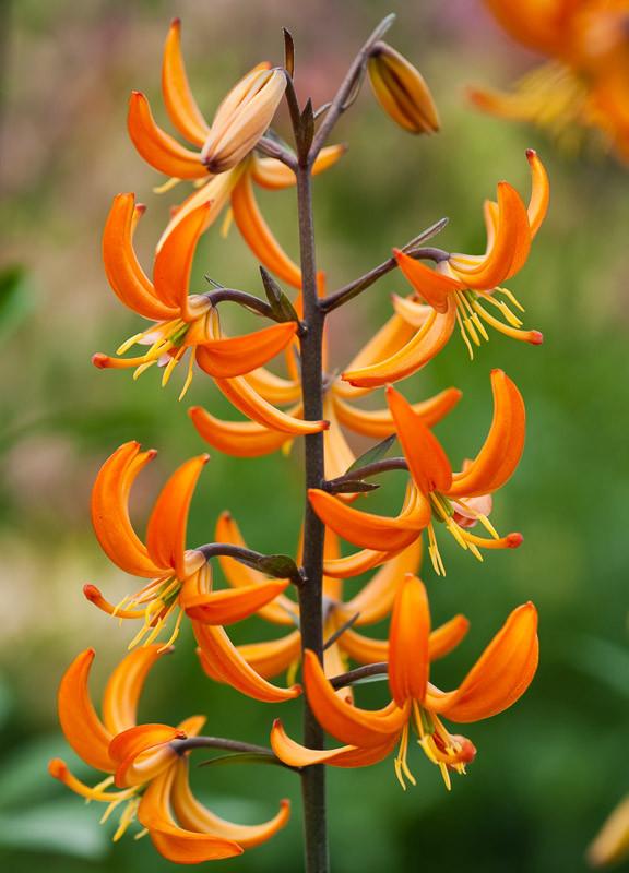 Lilium FantAsiatic 'Orange' - Asiatic Lily from Maple Lane Nursery
