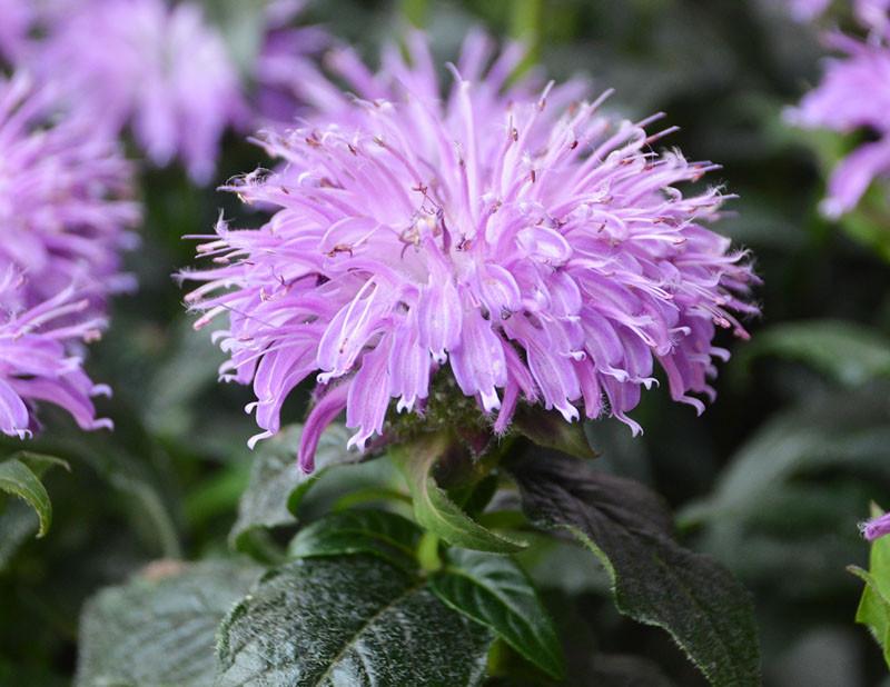 Monarda didyma Sugar Buzz® 'Blue Moon' - Bee Balm, Bergamot from Maple Lane Nursery