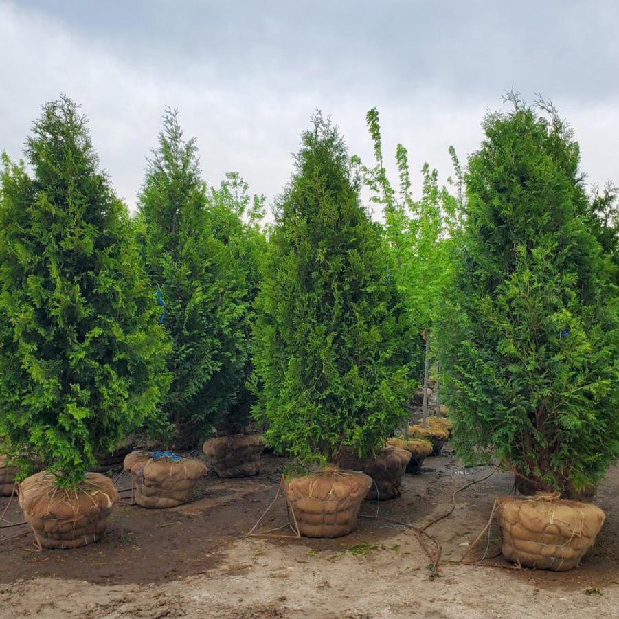 Thuja occidentalis 'Nigra' - Arborvitae from Maple Lane Nursery