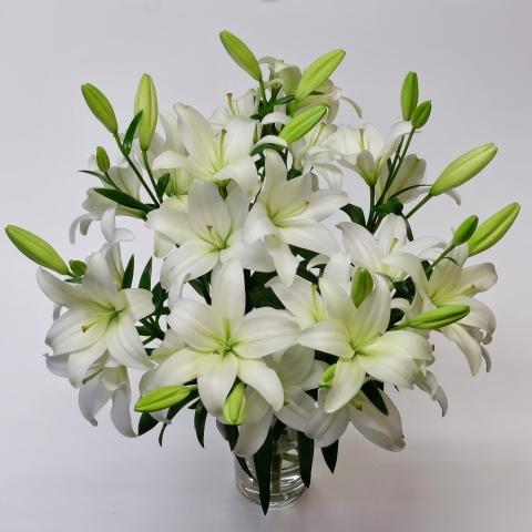 Lilium - White Asiatic Lily from Maple Lane Nursery