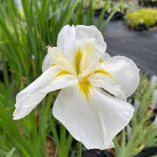 Iris ensata 'Moonlight Waves' - Japanese Iris from Maple Lane Nursery