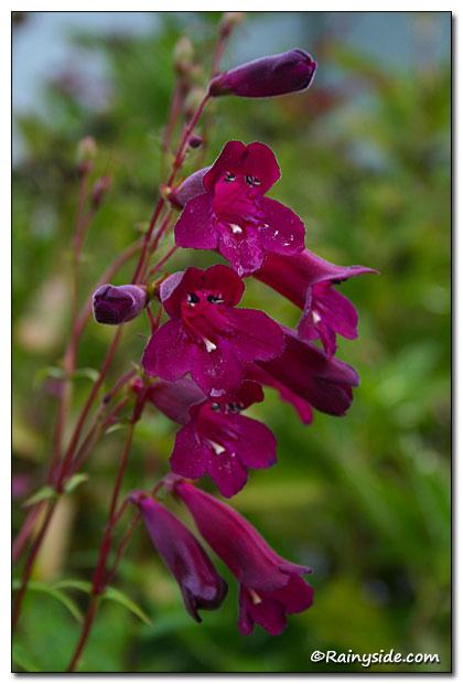 Penstemon 'Blackbird' - Beardtongue from Maple Lane Nursery
