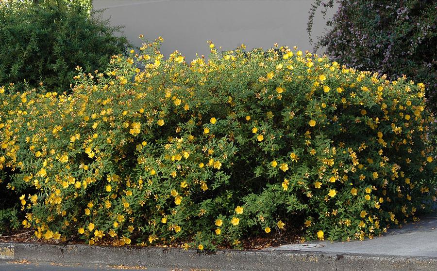 Hypericum 'Hidcote' - Hidcote St. Johnswort from Maple Lane Nursery