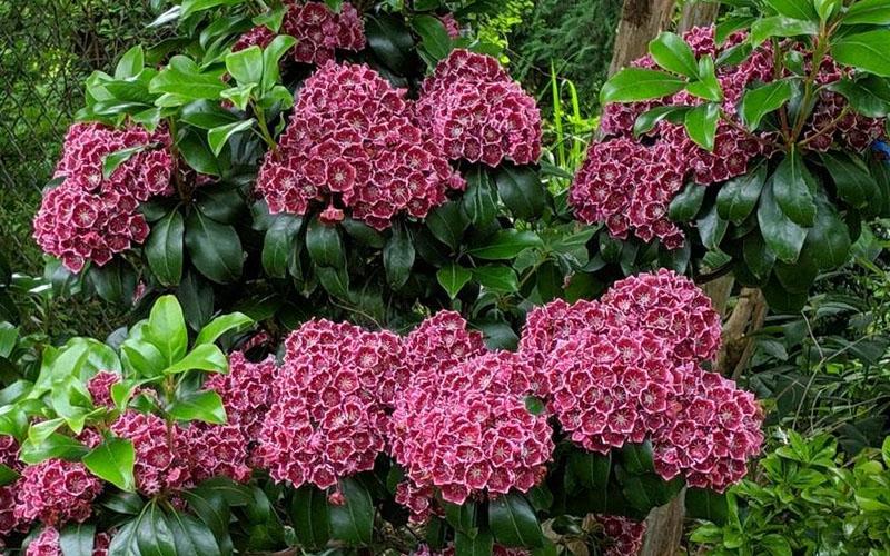 Kalmia latifolia 'Keepsake' - Kalmia from Maple Lane Nursery