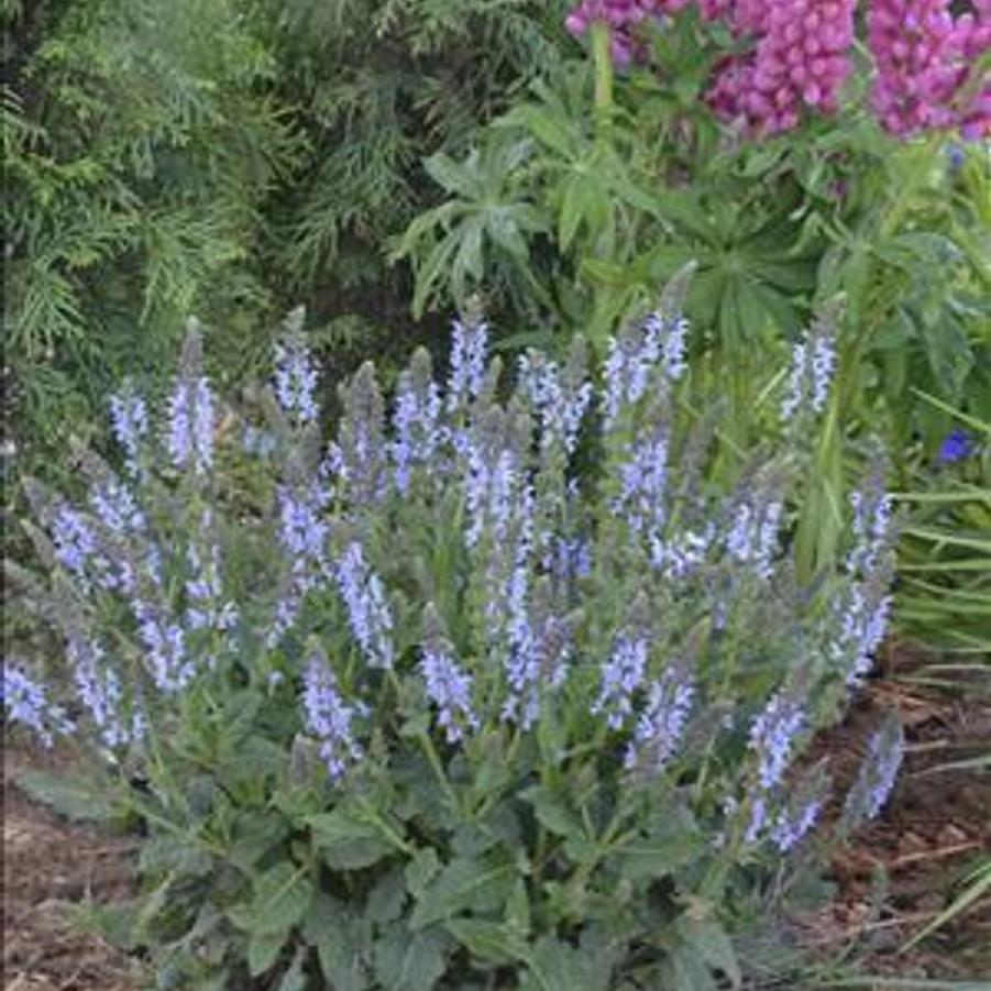 Salvia nemorosa Color Spires® 'Crystal Blue' - Meadow Sage from Maple Lane Nursery