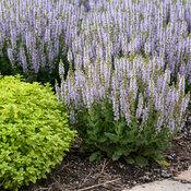 Salvia nemorosa 'Perfect Profusion' - Perennial Salvia from Maple Lane Nursery