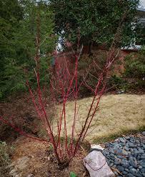 Cornus alba 'Elegantissima' - Variegated Red Twig Dogwood from Maple Lane Nursery