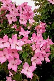 Cornus kousa 'Rosy Teacups®' - Dogwood from Maple Lane Nursery