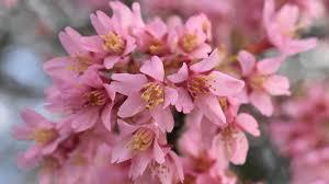 Prunus x incamp 'Okame' - Okame Cherry from Maple Lane Nursery