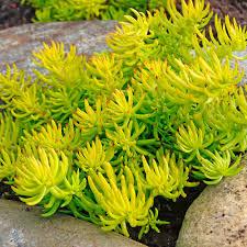 Sedum rupestre 'Angelina' - Stonecrop from Maple Lane Nursery