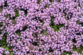 Thymus serpyllum - Mother of Thyme from Maple Lane Nursery